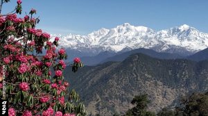 खिले हैं बुरांश